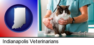 Indianapolis, Indiana - a veterinarian and a cat