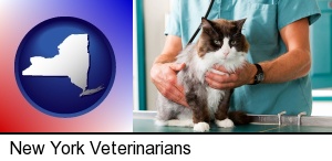 New York, New York - a veterinarian and a cat