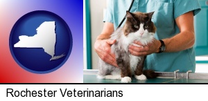 Rochester, New York - a veterinarian and a cat