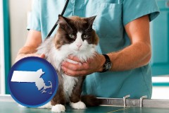 massachusetts a veterinarian and a cat