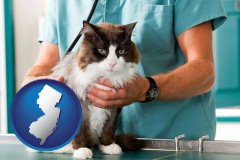 new-jersey a veterinarian and a cat