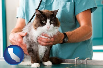 a veterinarian and a cat - with California icon