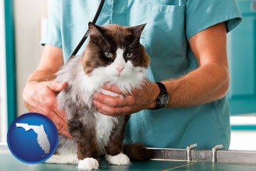 a veterinarian and a cat - with Florida icon