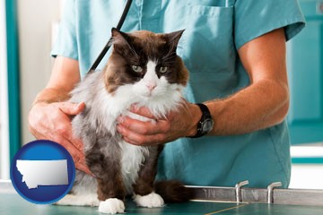 a veterinarian and a cat - with Montana icon