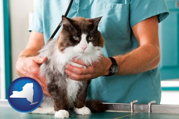 a veterinarian and a cat - with New York icon