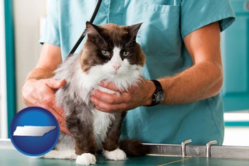 a veterinarian and a cat - with Tennessee icon