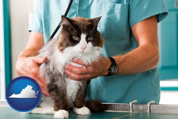 a veterinarian and a cat - with Virginia icon