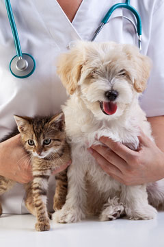 veterinarian with a kitten and a puppy