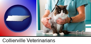 a veterinarian and a cat in Collierville, TN