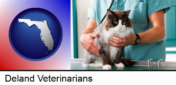 a veterinarian and a cat in Deland, FL