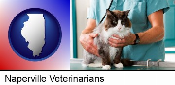 a veterinarian and a cat in Naperville, IL