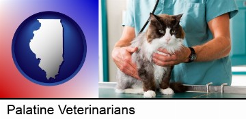 a veterinarian and a cat in Palatine, IL