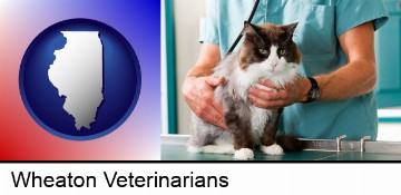 a veterinarian and a cat in Wheaton, IL