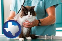 texas a veterinarian and a cat