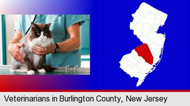 a veterinarian and a cat; Burlington County highlighted in red on a map