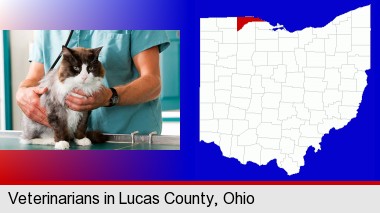 a veterinarian and a cat; Lucas County highlighted in red on a map