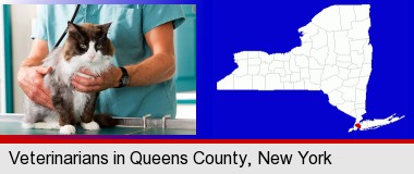 a veterinarian and a cat; Queens County highlighted in red on a map