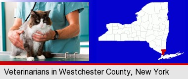 a veterinarian and a cat; Westchester County highlighted in red on a map